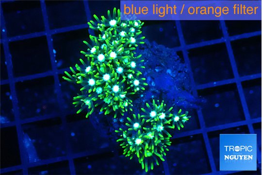 Pachyclavularia neon green 3-5 cm WYSIWYG acclimaté