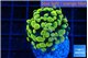 Euphyllia paraancora electro 3-5 cm WYSIWYG acclimaté