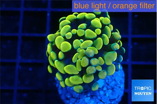 Euphyllia paraancora electro 3-5 cm WYSIWYG acclimaté
