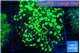 Euphyllia yayaemaensis green 4-8 cm WYSIWYG acclimaté