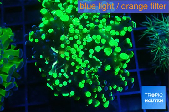 Euphyllia yayaemaensis green 4-8 cm WYSIWYG acclimaté