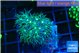 Briaerium green 2-4 cm WYSIWYG acclimaté
