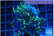 Euphyllia yayaemaensis green 3-6 cm WYSIWYG acclimaté