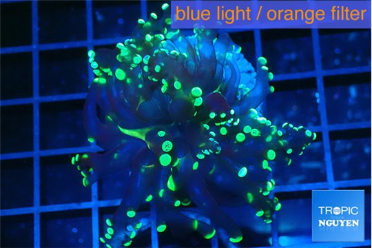 Euphyllia yayaemaensis green 3-6 cm WYSIWYG acclimaté