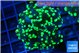 Euphyllia yayaemaensis green 3-6 cm WYSIWYG acclimaté