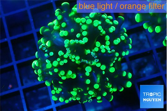 Euphyllia yayaemaensis green 3-6 cm WYSIWYG acclimaté