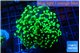 Euphyllia yayaemaensis green 4-7 cm WYSIWYG acclimaté
