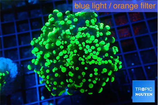 Euphyllia yayaemaensis green 4-7 cm WYSIWYG acclimaté