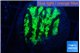 Merulina neon green pettetin 1-2 cm WYSIWYG acclimaté