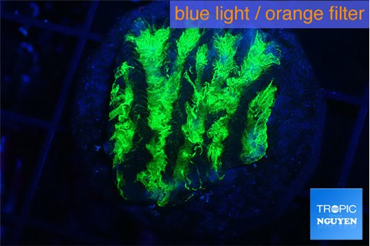 Merulina neon green pettetin 1-2 cm WYSIWYG acclimaté