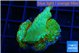 Montipora red fire forest 2-3 cm WYSIWYG acclimaté