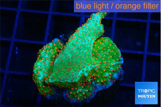 Montipora red fire forest 2-3 cm WYSIWYG acclimaté