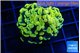 Euphyllia paraancora electro 3-5 cm WYSIWYG acclimaté