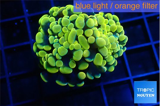 Euphyllia paraancora electro 3-5 cm WYSIWYG acclimaté
