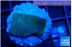Montipora green & purple polyps 2 cm WYSIWYG acclimaté