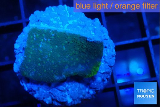 Montipora green & purple polyps 2 cm WYSIWYG acclimaté