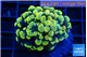 Euphyllia paraancora electro 3-5 cm WYSIWYG acclimaté