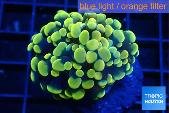 Euphyllia paraancora electro 3-5 cm WYSIWYG acclimaté