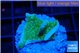 Pavona cactus green 2 cm WYSIWYG acclimaté