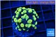 Euphyllia paraancora electro 2-4 cm WYSIWYG acclimaté