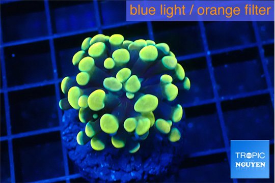 Euphyllia paraancora electro 2-4 cm WYSIWYG acclimaté