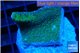 Montipora green & purple polyps 2-3 cm WYSIWYG acclimaté