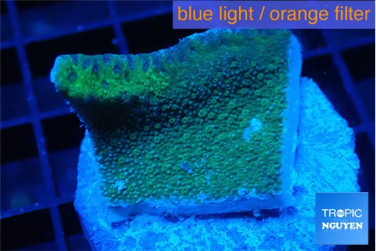 Montipora green & purple polyps 2-3 cm WYSIWYG acclimaté