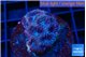 Favia purple 2-3 cm WYSIWYG acclimaté