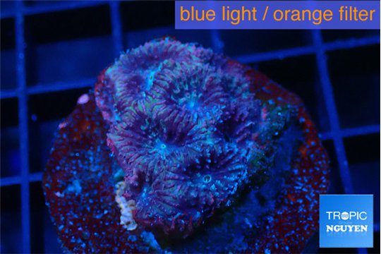 Favia purple 2-3 cm WYSIWYG acclimaté
