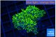 Pachyclavularia neon green 3-5 cm WYSIWYG acclimaté