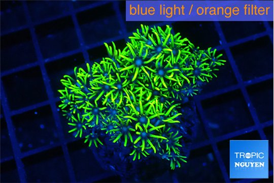 Pachyclavularia neon green 3-5 cm WYSIWYG acclimaté