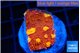 Echinophyllia magma 2-3 cm WYSIWYG acclimaté