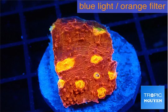 Echinophyllia magma 2-3 cm WYSIWYG acclimaté