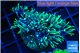 Pachyclavularia green 2-3 cm WYSIWYG acclimaté