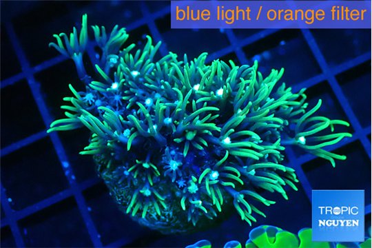 Pachyclavularia green 2-3 cm WYSIWYG acclimaté