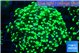 Euphyllia yayaemaensis green 4-7 cm WYSIWYG acclimaté