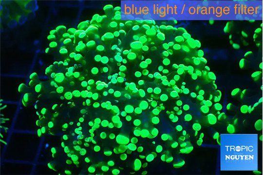 Euphyllia yayaemaensis green 4-7 cm WYSIWYG acclimaté