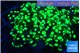 Euphyllia yayaemaensis green 4-7 cm WYSIWYG acclimaté