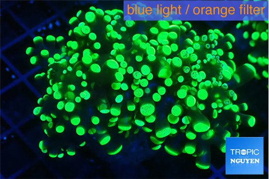 Euphyllia yayaemaensis green 4-7 cm WYSIWYG acclimaté