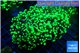 Euphyllia yayaemaensis green 7-10 cm WYSIWYG acclimaté