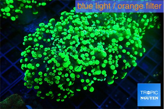 Euphyllia yayaemaensis green 7-10 cm WYSIWYG acclimaté