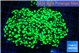 Euphyllia yayaemaensis green 7-10 cm WYSIWYG acclimaté
