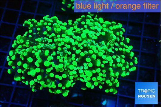 Euphyllia yayaemaensis green 7-10 cm WYSIWYG acclimaté