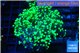 Euphyllia yayaemaensis green 4-6 cm WYSIWYG acclimaté