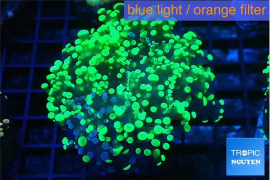 Euphyllia yayaemaensis green 4-6 cm WYSIWYG acclimaté
