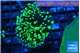 Euphyllia yayaemaensis green 4-6 cm WYSIWYG acclimaté