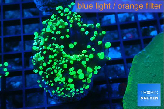 Euphyllia yayaemaensis green 4-6 cm WYSIWYG acclimaté