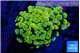 Euphyllia paraancora electro 3-6 cm WYSIWYG acclimaté