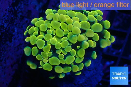 Euphyllia paraancora electro 3-6 cm WYSIWYG acclimaté