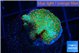 Montipora red fire forest 2 cm WYSIWYG acclimaté